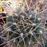 Gymnocalycium gibosum v. brachypetalum ©P.Richaud.jpg